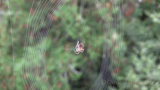 Kamala Harris spider spinning, spinning, spinning