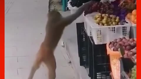 cat funny video