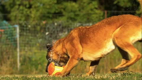 Dog play a ball crazy mood