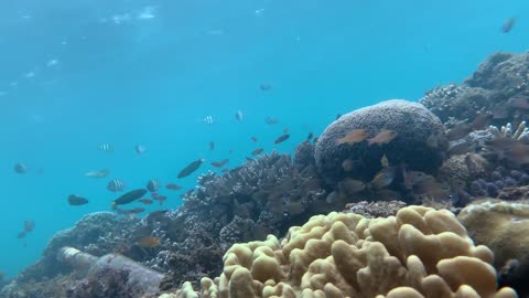 Underwater ecosystem with diverse tropical fishes and coral reefs