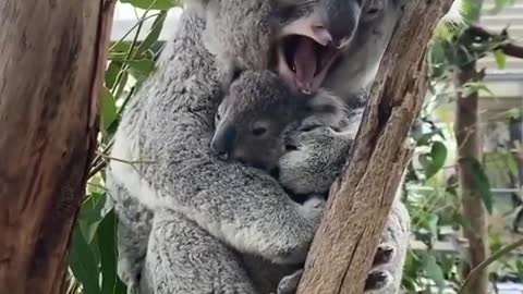 Koala bear with her son