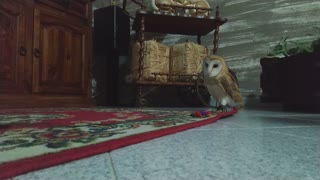 The funny reaction of an owl