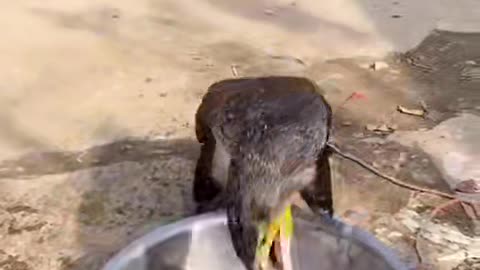 Must watch😳how fast he swallowed the fish is totally amazing and shocking 😳