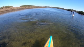 Dolphin Swims Into Stand-Up Paddleboarder
