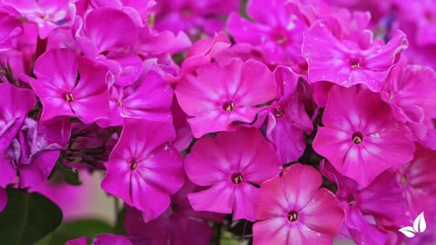 Cutting Flower Mix – Colour – 32 varieties • Organifer