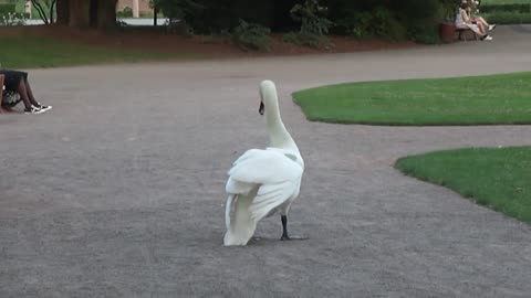 Dog vs swan in strasbourg,france
