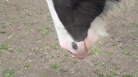 My Gypsy mare proper piebald cob