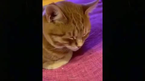OMG So Cute Cats ♥ Best Funny Cat Videos 2021 | compilation videos dog, cat | animal lovers