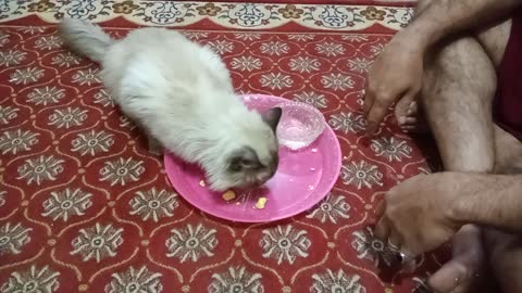 My cat eats and drinks
