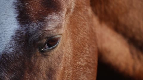 Slow Capture Of Horse Eye Closing