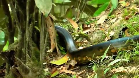 Giant Anaconda World's longest snake found in Amazon River