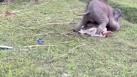 Playful Baby Elephant Rips Model's Skirt 🐘🐘 World Wild Web #wildlife #shorts #elephant