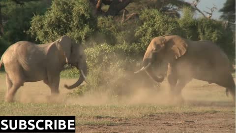 Elephants fight each other on the plains of Africa