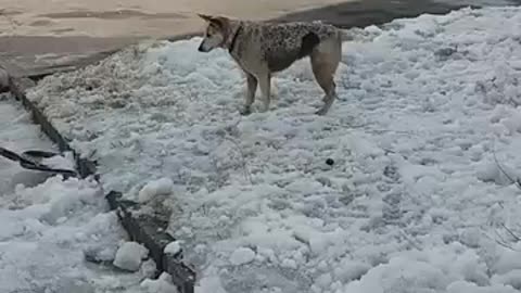 Dog catches snow