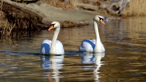 Cute Swans ll Beautyfull