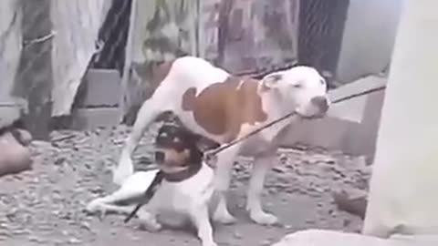Pup acts human