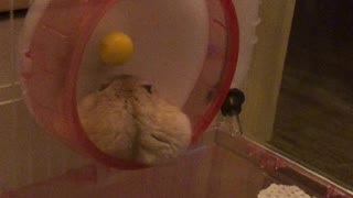 Hamster sleep