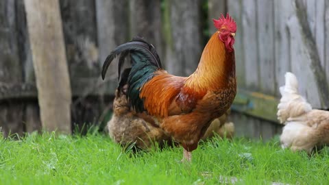 Watch the cock in the beautiful nature