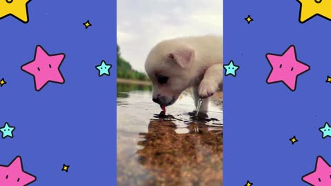 The Sound Of A Dog Drinking Water Is Truly Soothing.