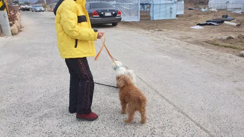 2 lovely dogs being led by their mother to travel spring.