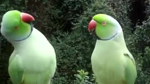 Watch the love and mating of parrots in the woods
