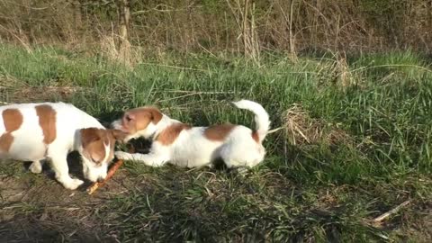 #dog #funnydog Active Terriers for a walk! Funny dogs p