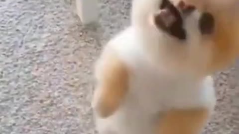 Funny Dog Dance For Food