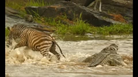 Lucky baby zebra walk across crocodile