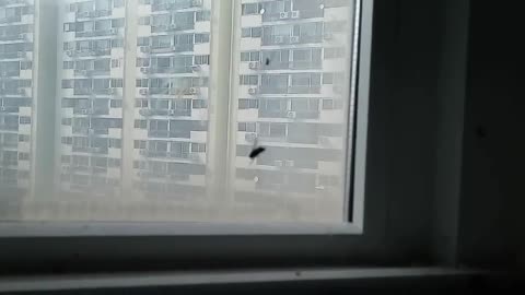 A spider eaten by a fly