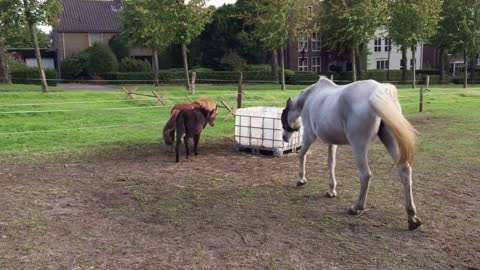 Blacky littlle Mule foal lays his had down on miniature horse