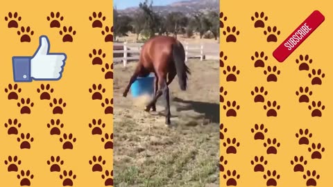 funny horse videos