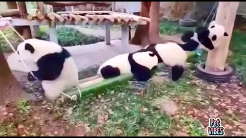 🐼 🐼 PANDA