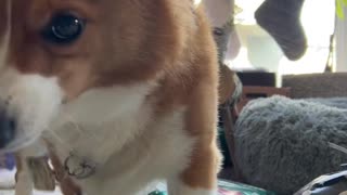 Corgi Pro Present Opener