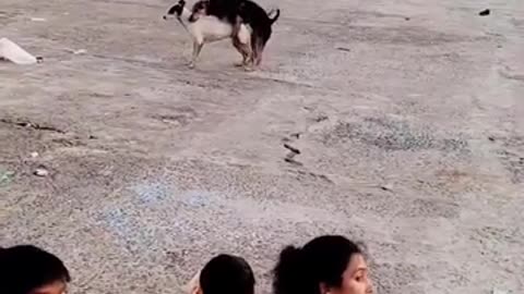 Physical reunion of dogs in front of everyone