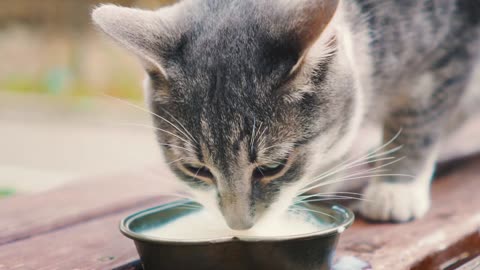 cat milk bowl drinking