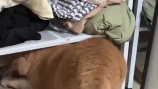 I didn't expect the cat to be shy and hide