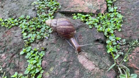 Snails come out after rain