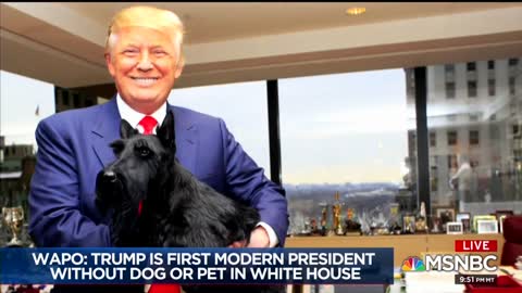 NBC's Brian Williams runs fake news segment on Trump and dogs