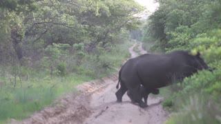 Baby Rhino Scurries in the Sand