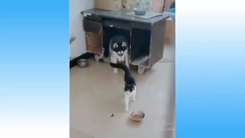 Naughty Husky wants to play with cat but the cat is not in mood