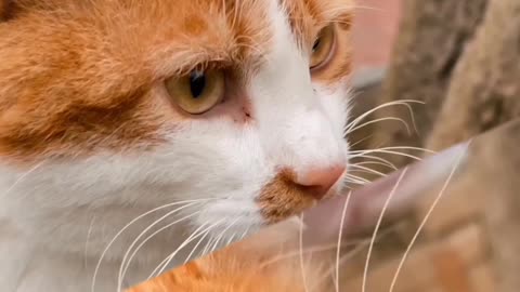 Lovely CAT Video