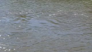 Manatees in the lagoon