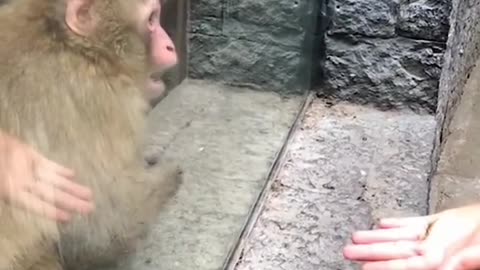 Monkey reaction to magic