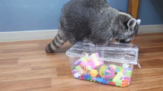 Raccoon tries to find snacks in the toy box.
