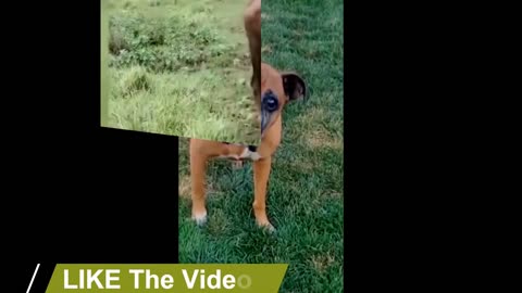 Funny animal videos | funny cat and dogs videos | funny videos 2023 | funny videos for kids #part 2