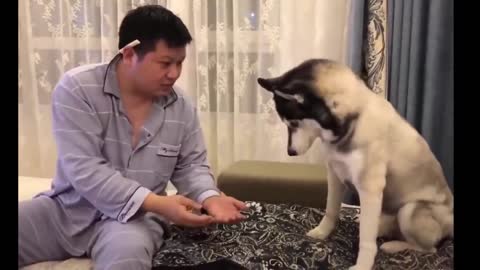 Funniest Cats And Dogs - Best Of The 2022 Funny Animal Videos.#49
