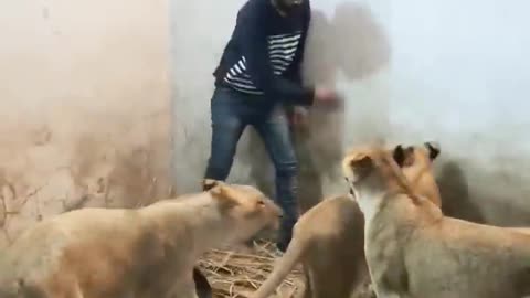 lions playing with human friend 😍😍😍👑🐯😍👑