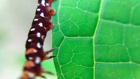 Close-Up View of a Brown Caterpillar Crawling on Green Leaf