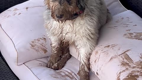 Dasher The Dog Makes Muddy Mess Of Backyard