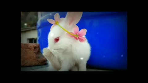 cute animal rabbits aspets video